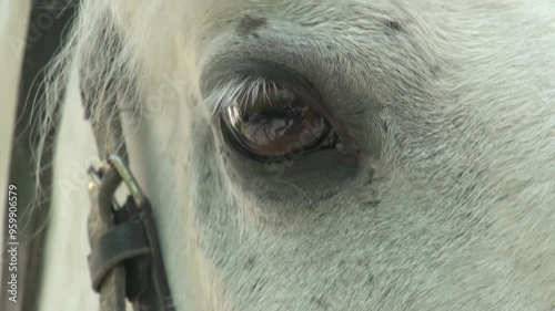 Equine Eye. White horse stares into the camera. Eyes close up photo