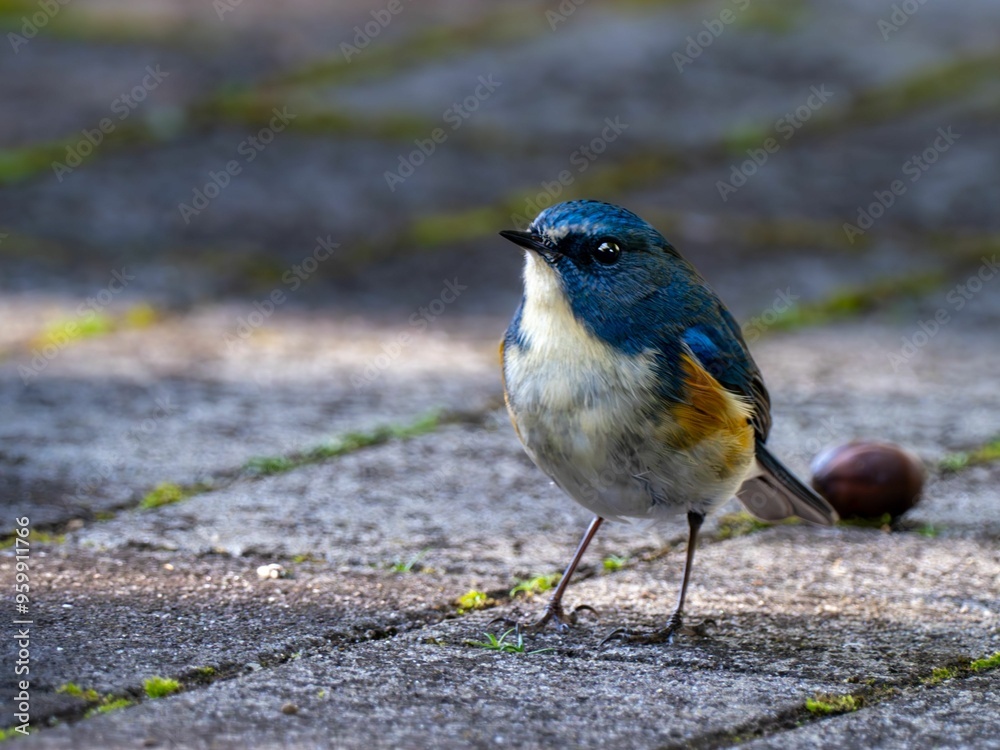 Naklejka premium 地面に降りてエサを探しているルリビタキの雄