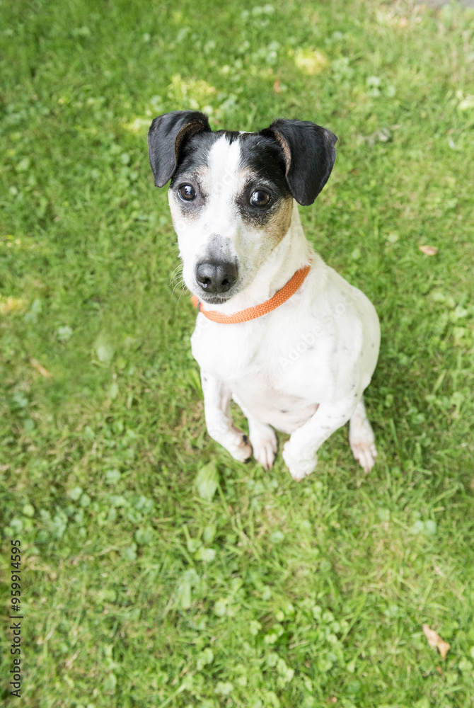Jack Russell Terrier macht Männchen Jack Russell Terrier macht Männchen