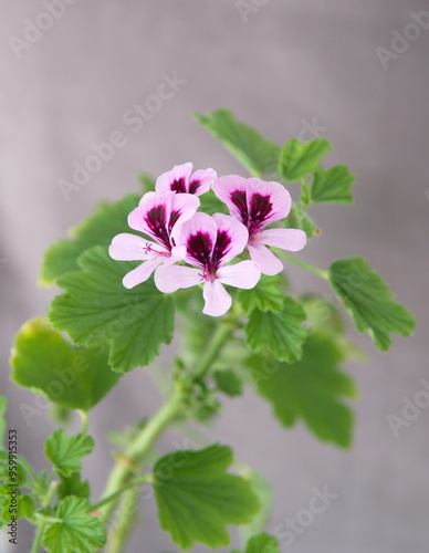 Scented pelargonium in bloom,  fragrant leaves pelargonium with pink flowers, citronella, citrus scented geranium, Orange fizz  Geranium, citronella plant, ornamental, medicinal and repellent plant