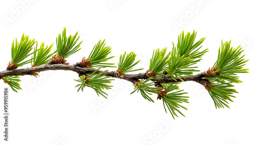 branch of larch larix with fresh greenneedles germany coniferous branch isolated transparent png photo