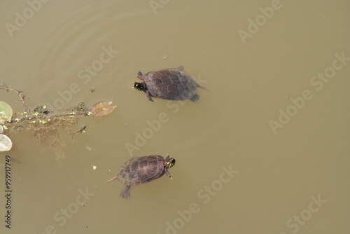 turtle in the water photo