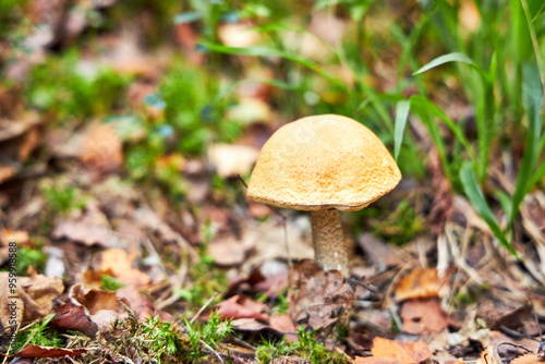 Mushroom fall forest Mushroom autumn mushroom in forest sorrounded by green lush moss