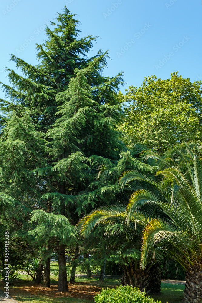 Beautiful young Himalayan cedar (Cedrus Deodara, Deodar) growing in the landscaping Sochi city park in the southern Russian resort