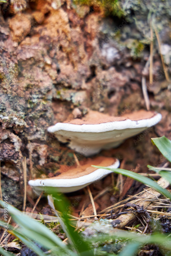 Fototapeta premium Close up of mushrooms growing near a tree trunk in a forest full of autumn color