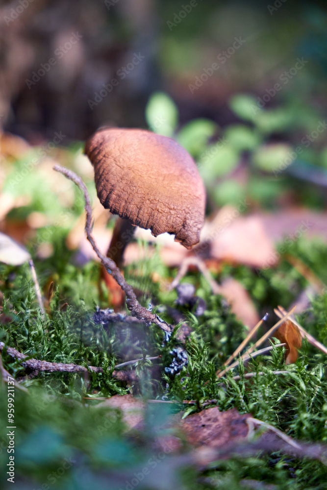 Mushroom fall forest Mushroom autumn mushroom in forest sorrounded by green lush moss Mushroom fall forest Mushroom autumn mushroom in forest sorrounded by green lush moss