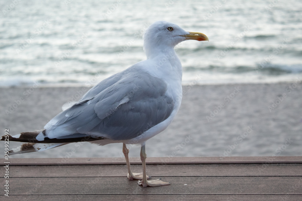 a pensive seagull on the pier at sunset against the backdrop of the sea without people a pensive seagull on the pier at sunset against the backdrop of the sea without people