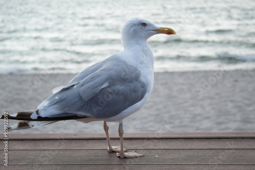 a pensive seagull on the pier at sunset against the backdrop of the sea without people