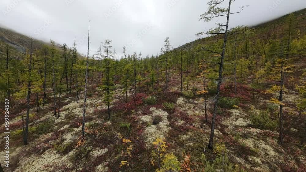 Soar above the vibrant autumn foliage of Yakutia as a drone captures the majestic interplay of trees and moss, showcasing nature's beauty in vivid detail. Soar above the vibrant autumn foliage of Yakutia as a drone captures the majestic interplay of trees and moss, showcasing nature's beauty in vivid detail.