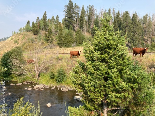 Fotografía MacDonald Pass, Montana Cattle
