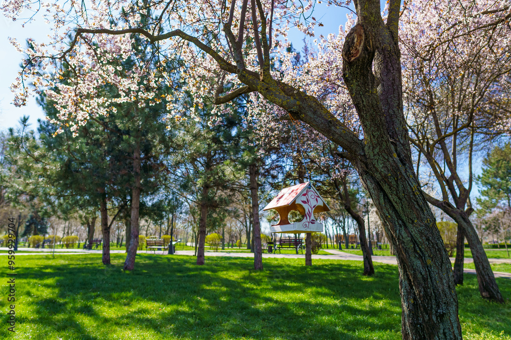 cherry blossoms in the city park, bird feeder, a bright sunny day cherry blossoms in the city park, bird feeder, a bright sunny day