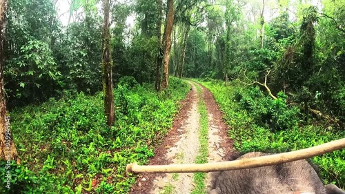 POV Elephant Safari Adventure in Garumara National Park, Dooars photo