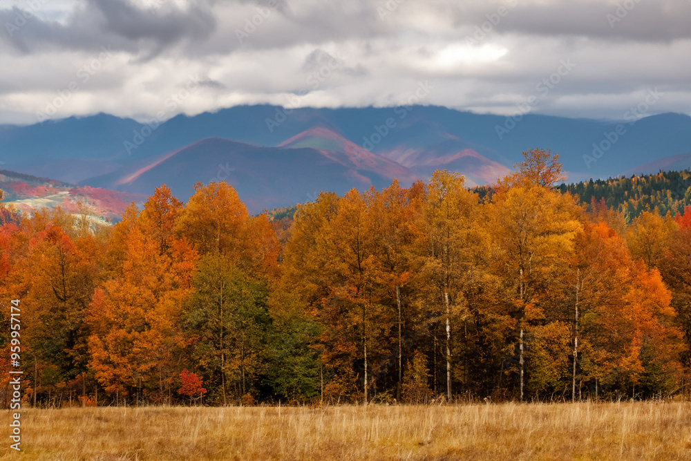 Fototapeta premium Autumn Landscape Background