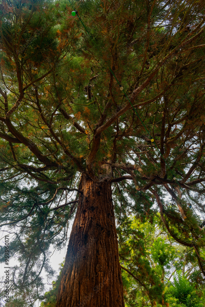 large tree with a trunk that is brown and has a few holes in it large tree with a trunk that is brown and has a few holes in it