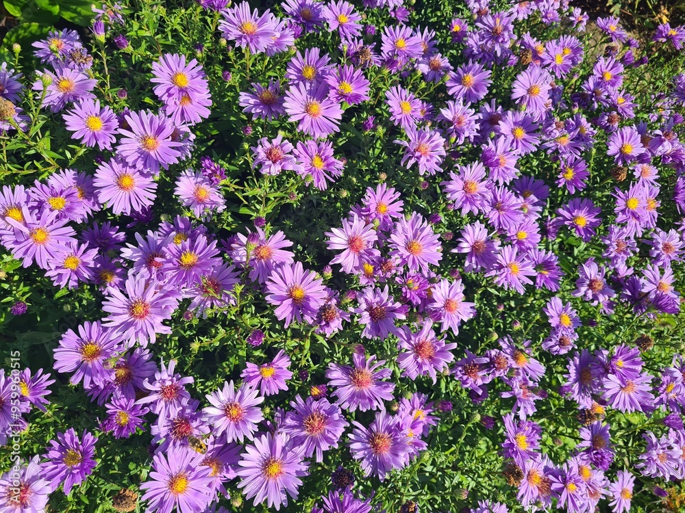 Obraz premium Astern blau / lila - Aster - Asteraceae 2