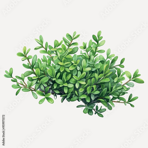 Lush green leafy plant illustration