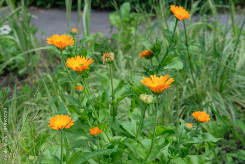 Calendula officinalis in gardening. Blooming daisy. Medicine wildflowers in meadow. Cottage garden.