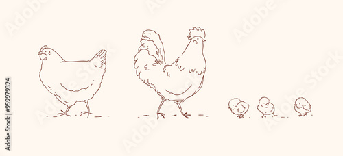 Obraz na płótnie Hen chicks and rooster, chicken farm family drawing on beige background w salonie