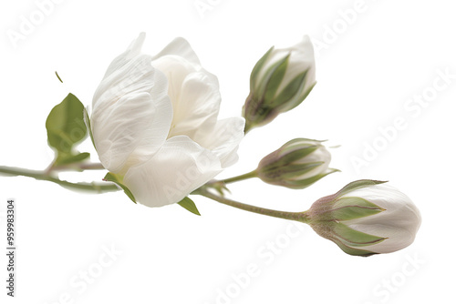 Cotton flower with stem isolated on transparent background 