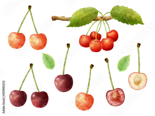 水彩で描いたサクランボのイラストのセット