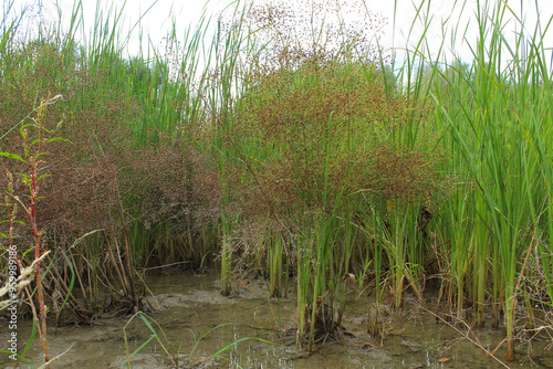 grass and water, plants in a bog