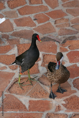 Duck on the patio