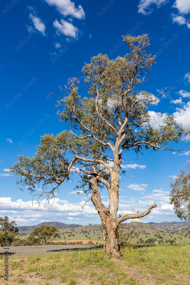 A solitary eucalyptus tree rises from a hilltop, framed by a bright blue sky dotted with clouds, showcasing the beauty of the Australian landscape during daylight. A solitary eucalyptus tree rises from a hilltop, framed by a bright blue sky dotted with clouds, showcasing the beauty of the Australian landscape during daylight.