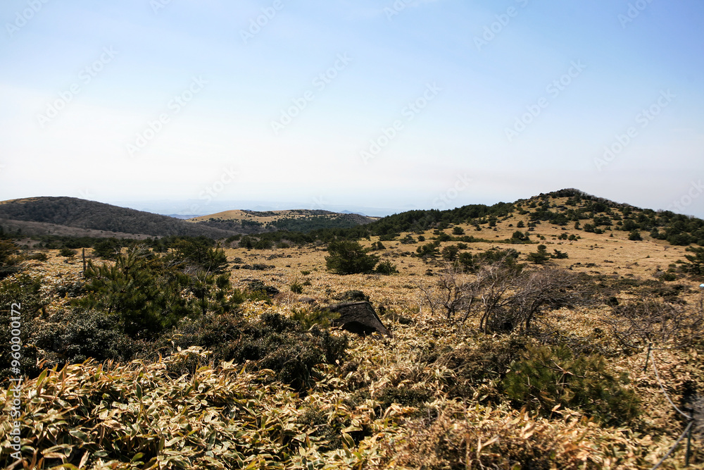 Meadow on Halla Mountain in Jeju Island Meadow on Halla Mountain in Jeju Island