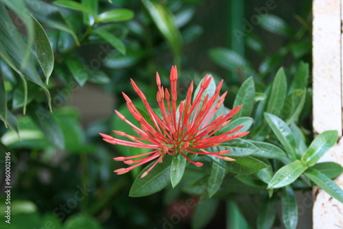 Red flowers in the garden