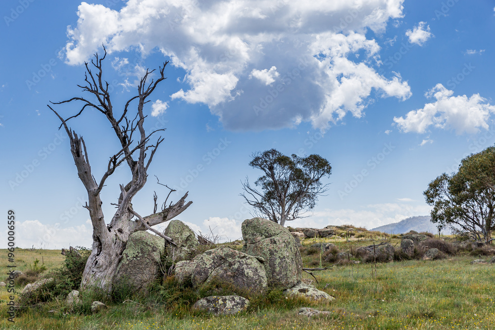 A tranquil moment in Namadgi National Park reveals a striking landscape with unique rock formations and weathered trees by Bogong Creek. A tranquil moment in Namadgi National Park reveals a striking landscape with unique rock formations and weathered trees by Bogong Creek.