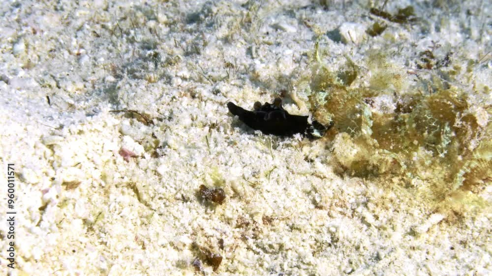 An amazing Red Sea Hare (Aplysia Nigrocincta) nudibranch finds a tasty algae to nimble on while searching the sandy ocean floor. An amazing Red Sea Hare (Aplysia Nigrocincta) nudibranch finds a tasty algae to nimble on while searching the sandy ocean floor.