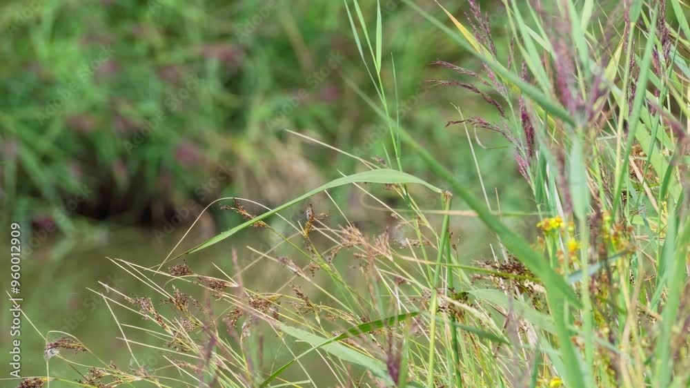 Summer video scene, with plants grass, trees and water reeds blowing gently in the breeze. Along a riverbank. Soothing footage background with nature and natural countryside setting. Lazy summers day Summer video scene, with plants grass, trees and water reeds blowing gently in the breeze. Along a riverbank. Soothing footage background with nature and natural countryside setting. Lazy summers day