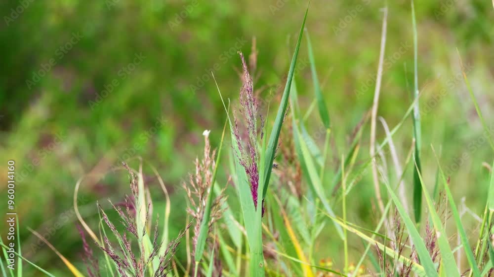 Summer video scene, with plants grass, trees and water reeds blowing gently in the breeze. Along a riverbank. Soothing footage background with nature and natural countryside setting. Lazy summers day Summer video scene, with plants grass, trees and water reeds blowing gently in the breeze. Along a riverbank. Soothing footage background with nature and natural countryside setting. Lazy summers day