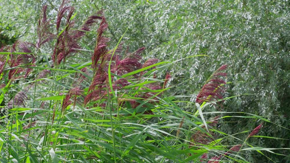 Summer video scene, with plants grass, trees and water reeds blowing gently in the breeze. Along a riverbank. Soothing footage background with nature and natural countryside setting. Lazy summers day Summer video scene, with plants grass, trees and water reeds blowing gently in the breeze. Along a riverbank. Soothing footage background with nature and natural countryside setting. Lazy summers day