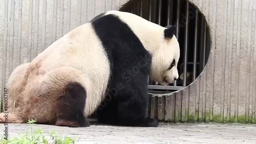 Close up Happy Panda , Wolong Giant Panda Nature Reserve, Shenshuping, China photo