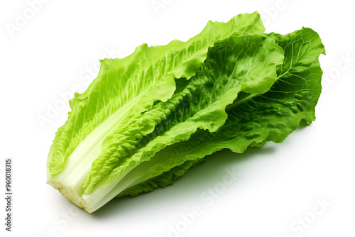 Lettuce leaves. Fresh romaine lettuce on a white background.