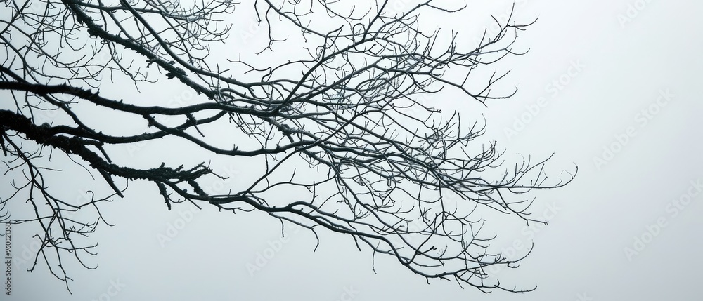 Fototapeta premium Silhouettes of Bare Branches Against a Foggy Sky