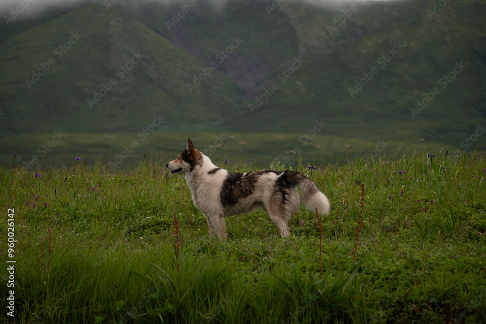 a dog is a person's best friend who will always help, a dog runs through mountains, meadows, rivers,a dog in the fresh air with teeth and she likes to travel with her owner, a hunting dog a dog is a person's best friend who will always help, a dog runs through mountains, meadows, rivers,a dog in the fresh air with teeth and she likes to travel with her owner, a hunting dog