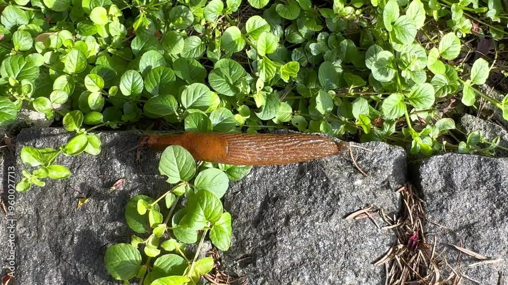 Close-up of slippery land snail without a shell crawling along the ground Close-up of slippery land snail without a shell crawling along the ground