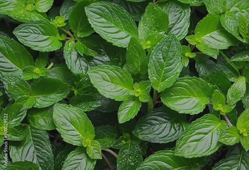 Set of fresh delicious mint leaves