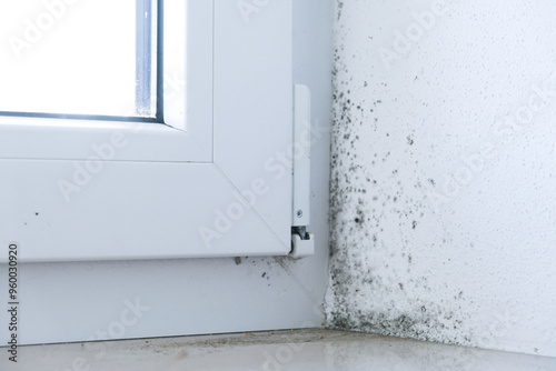 Mold on the windowsill. Poor ventilation of premises. Fungus and mold