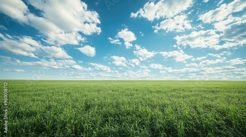 Expansive alfalfa field with freshly cut grass, leading to a wide-open sky, creating a calm and tranquil agricultural backdrop.