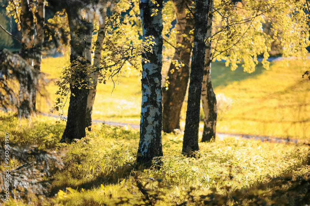 Fototapeta premium Autumn forest
