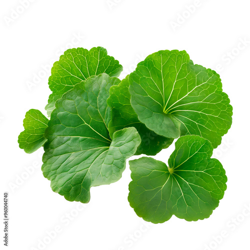 centella asiatica leaves photo