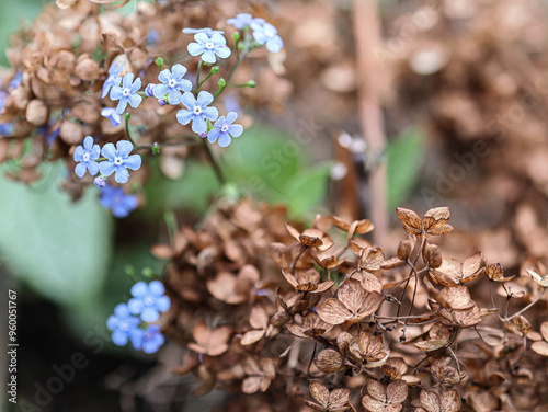 Flower fading