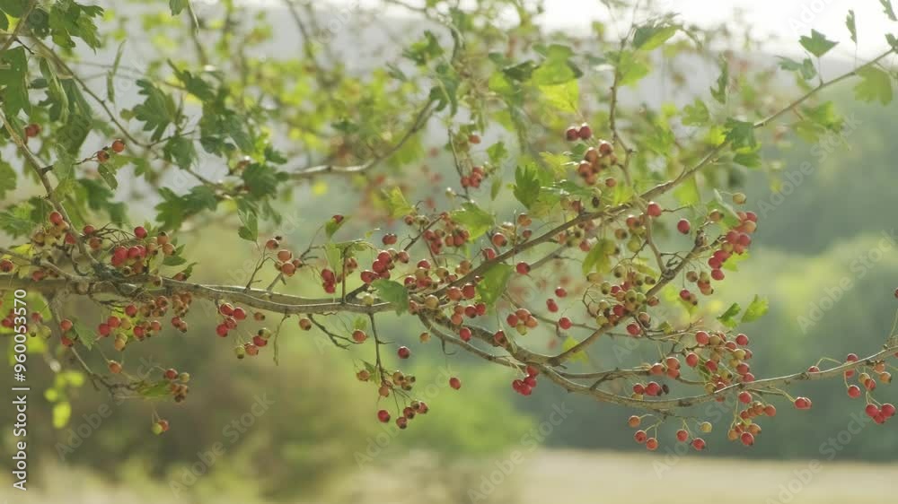 A detailed closeup of a branch that is beautifully adorned with bright berries surrounded by lush, green foliage A detailed closeup of a branch that is beautifully adorned with bright berries surrounded by lush, green foliage