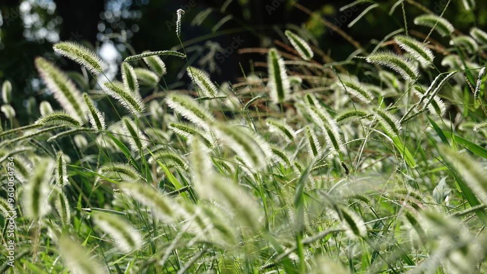 Obraz premium たくさんのエノコログサ