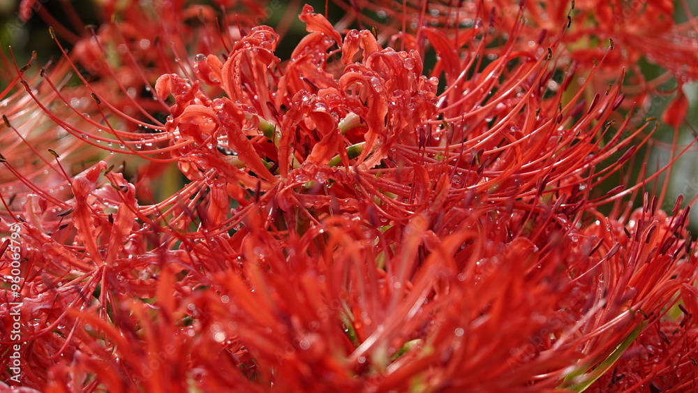 Lycoris Lycoris
