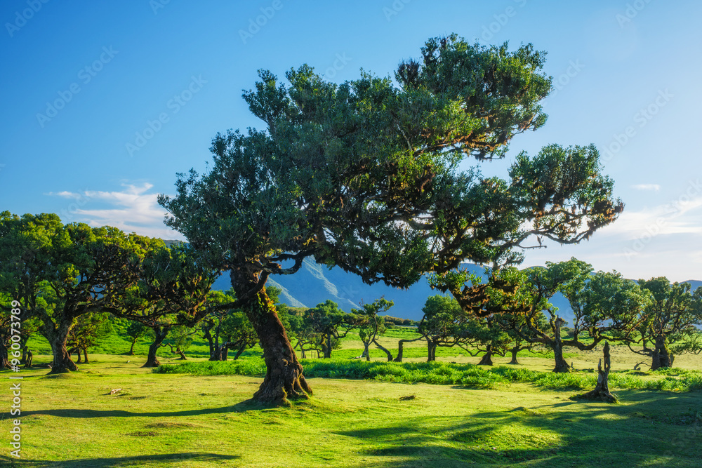 Centuries-old til trees in fantastic magical idyllic Fanal Laurisilva forest on sunset. Madeira island, Portugal Centuries-old til trees in fantastic magical idyllic Fanal Laurisilva forest on sunset. Madeira island, Portugal