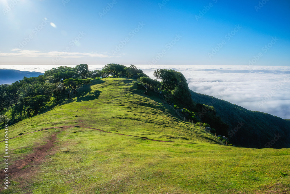 Fototapeta premium Aerial view of idyllic scenic Fanal Laurisilva forest with centuries-old til trees above clouds. Madeira island, Portugal